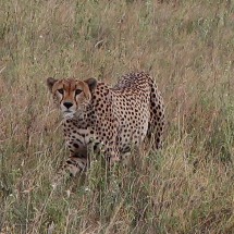 Strolling Cheetah